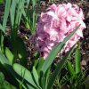 Hyacinthus orientalis